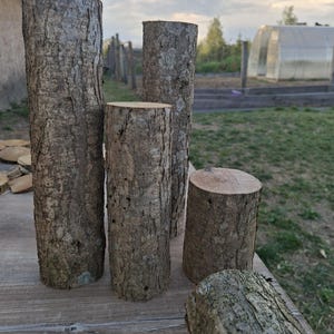 May include: Several sections of tree trunks with rough, textured bark. The trunks vary in height, with the tallest one standing upright. The cut ends of the trunks are visible, showing the wood grain. The trunks are arranged on a wooden surface.