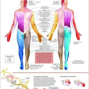 May include: Anatomy chart titled "DERMATOMES" showing cutaneous areas of peripheral nerve innervation. The chart features illustrations of the human body, color-coded to represent dermatomes, with detailed anatomical diagrams and text.