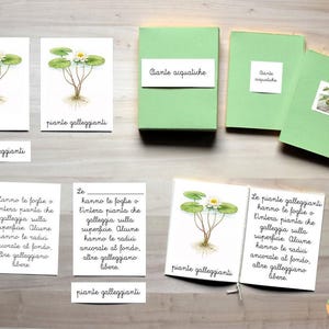 Può includere: Materiale didattico con illustrazioni ad acquerello di piante acquatiche. Il set comprende biglietti e libretti con testo in italiano e una scatola verde chiaro. Il testo include le parole "piante galleggianti" e "piante acquatiche".
