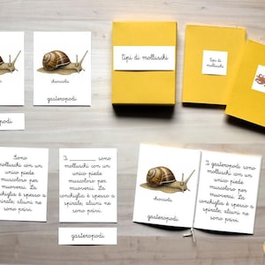 Può includere: Materiale didattico con illustrazioni di lumache e un polpo, con testo in italiano. Il set comprende flashcard, libretti e scatole con le parole "Tipi di molluschi" e "gasteropodi".