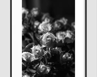 Black and White Rose