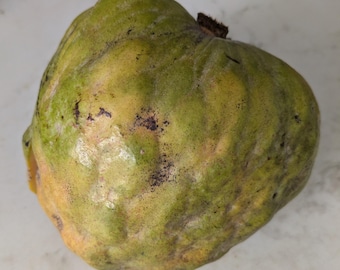 Semillas frescas de chirimoya verde