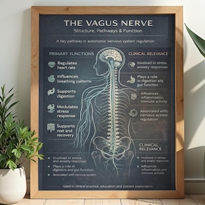 Può includere: Un poster incorniciato intitolato "THE VAGUS NERVE" con un diagramma del nervo vago e informazioni correlate. Il poster è in una cornice di legno e presenta testo sulla struttura, i percorsi e la funzione del nervo, comprese le funzioni primarie e la rilevanza clinica.