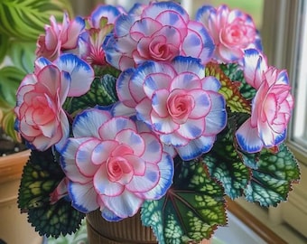 120+ Mixed Begonia Seeds – Heirloom Non-GMO Flowers for Outdoor Gardening