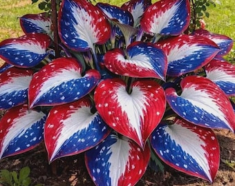 100+ Red White Blue Hosta Seeds – Rare Perennial Shade Plant | Colorful Foliage Garden | Ornamental Hosta Variety |  Non GMO