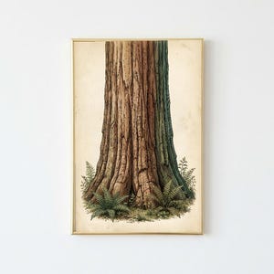 Peut inclure: Une illustration botanique encadrée représentant le tronc vertical et texturé d'un grand arbre dans des tons de brun et de vert. La base de l'arbre est entourée de petites fougères vertes détaillées, sur un fond de papier vieilli clair.