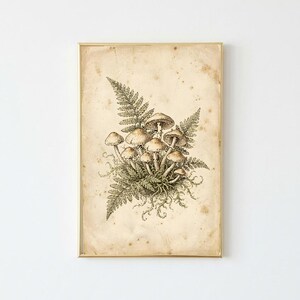 Może przedstawiać: Oprawiony wydruk botaniczny przedstawiający szczegółową ilustrację tuszem skupiska grzybów wśród liści paproci. Grafika znajduje się na kremowym, postarzanym papierze z widocznymi brązowymi plamkami, umieszczona w cienkiej złotej ramie.