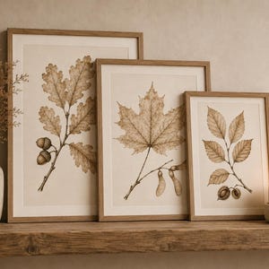 以下が含まれることがあります： 明るい木製のフレームに入った3枚の植物画。クリーム色の背景に、葉と種子が茶色のインクで詳細に描かれています。オークの枝とどんぐり、カエデの葉と種子、ブナの枝と実がそれぞれ描かれたボタニカルアートのセットです。