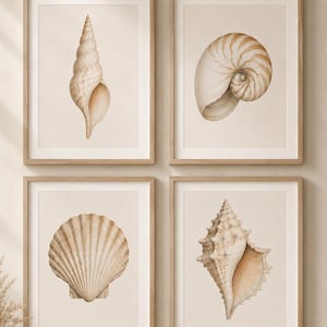 May include: Four framed seashell prints. Each print features a different seashell illustration in shades of beige and brown against a cream background. The frames are made of light-colored wood, creating a cohesive coastal theme.