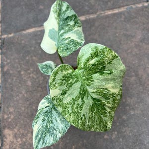 Variegated Monstera Wet Stick - Etsy UK
