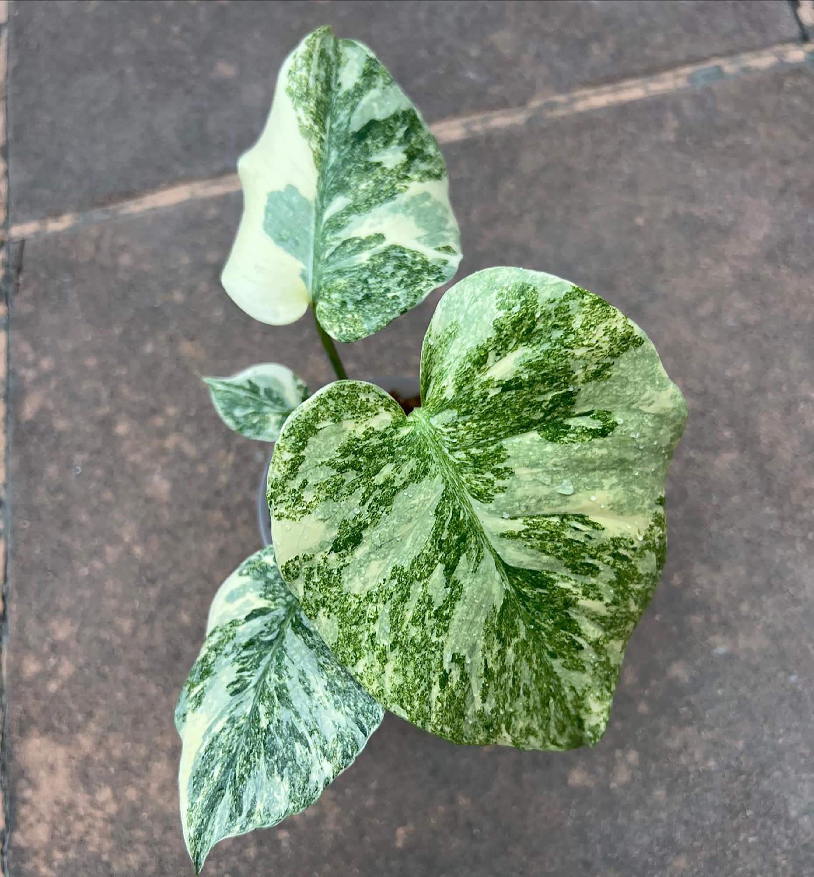 Monstera legacy - Etsy 日本