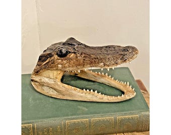 Cabeza de caimán disecada vintage, cráneo de caimán real, rarezas, decoración curiosa