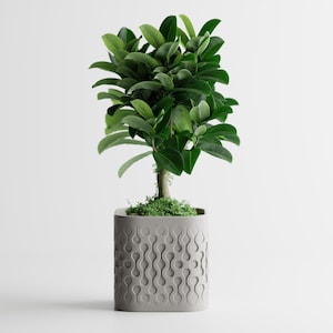 Peut inclure: Une petite plante verte et feuillue dans un pot carré en béton gris. Le pot a un motif répétitif de formes abstraites connectées. Les feuilles de la plante sont d'un vert vif et le sol est recouvert de mousse.
