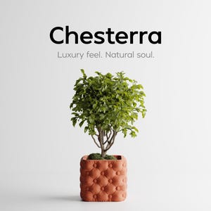 Op de afbeelding: Een kleine, groenbladige plant in een vierkante, gecapitonneerde terracotta-kleurige pot. De pot heeft een knoopachtig ontwerp. De tekst "Chesterra" staat boven de tekst "Luxury feel. Natural soul."