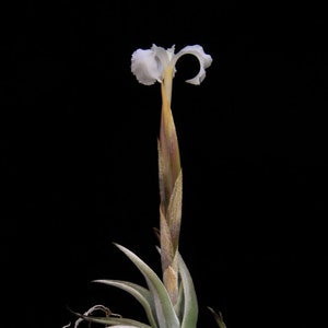 Airplant/Tillandsia xiphioides-Beautiful Fragrant White Flowers When In Bud