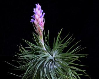 Tillandsia stricta v. compacta- Beautiful Smaller Form of Stricta- Small Clusters