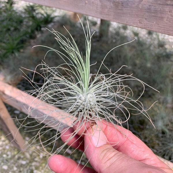 Tillandsia fuchsii gracilis-Single Plants