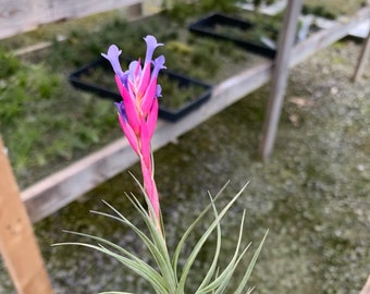 Tillandsia tenuifolia "Open Form"