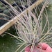 see more listings in the Tillandsia Species-A-G section