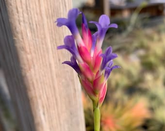 Tillandsia tenuifolia "Blue Flower"-Single Small Plants