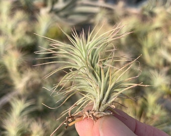 Tillandsia funckiana-Small Single Plants