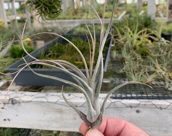 Tillandsia "King Kong"-butzii x ionantha