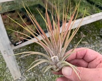 Tillandsia ionantha "Rosita" x magnusiana