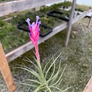 Tillandsia tenuifolia Forme ouverte image 1