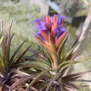 Tillandsia neglecta "Red Giant"