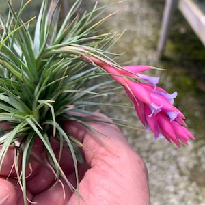 Tillandsia tenuifolia "Bush Form"