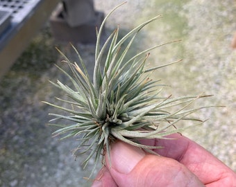 Tillandsia vernicosa Hybrid-Small Clumps