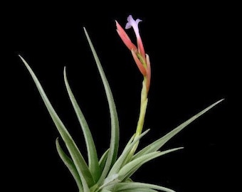 Tillandsia bermejoensis