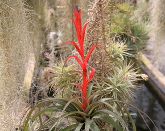 Tillandsia foliosa-  Spectacular bloomer