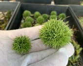 Airplant Tillandsia aeranthos quot Teddy Bear quot - Medium Sized Clusters