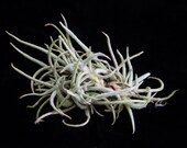 Tillandsia crocata-Fragrant Species- clumps