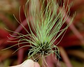 Tillandsia filifolia-Green Pincushion Species- Small Plants