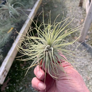 Tillandsia magnusiana image 2