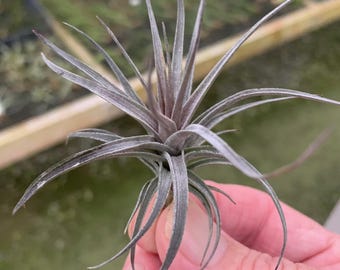 Tillandsia aeranthos &quot;Amethyst X&quot;-Single Plants