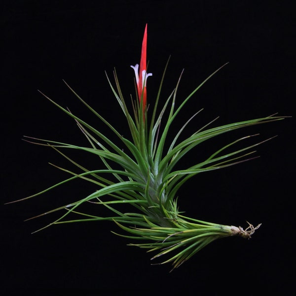 Tillandsia caulescens-Large Plants-