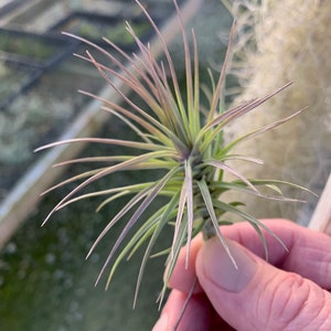 Tillandsia tenuifolia Forme ouverte image 6