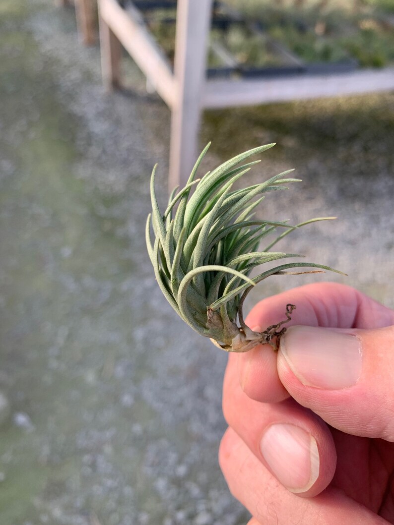 Tillandsia tenuifolia Bronze Tip image 5