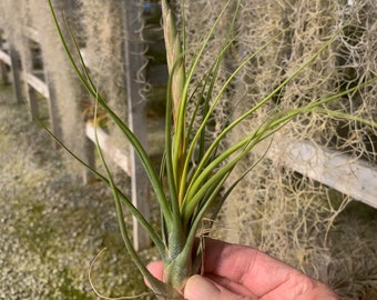 Tillandsia butzii x pruinosa- Single Plants