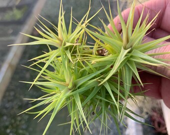 Tillandsia aeranthos "Green Gem"- Small Clusters