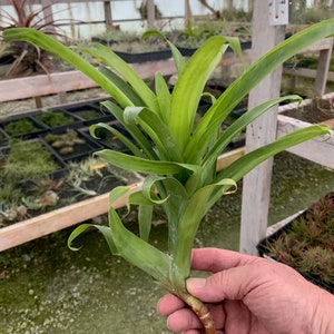 Tillandsia rubella-Large Plants