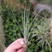 see more listings in the Tillandsia Species-A-G section