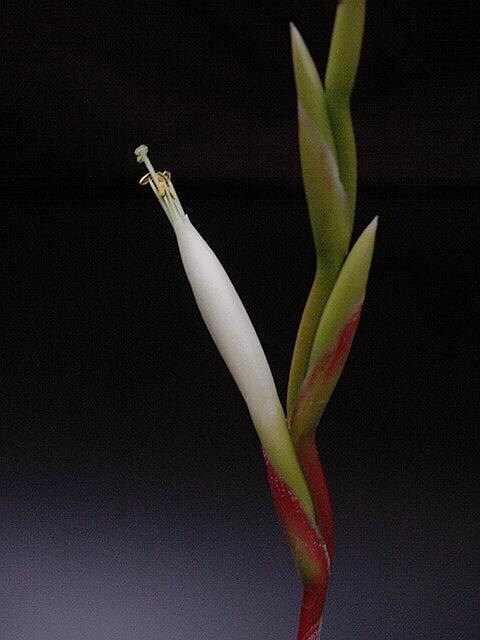 Tillandsia albida-Sun Loving Species-Small 2-4 in. Plants