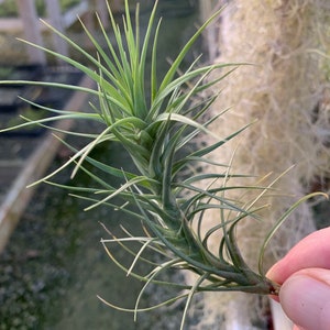 Tillandsia tenuifolia Forme ouverte image 3