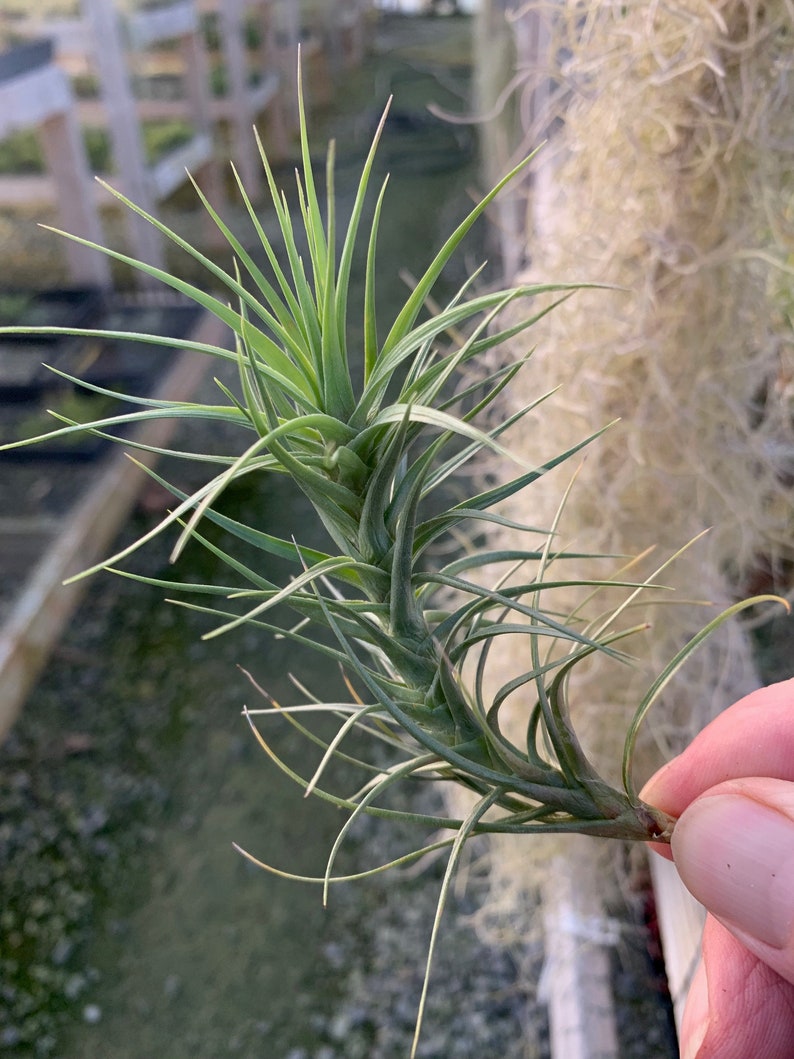 Tillandsia tenuifolia Forme ouverte image 3