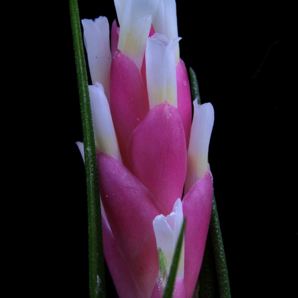 Tillandsia montana Hybrid