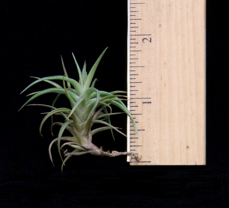 Tillandsia aeranthos Bronze-1 Plant-Airplant